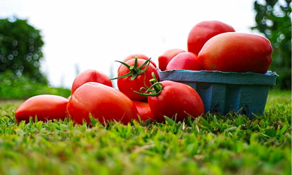 IL FILO ROSSO DEL POMODORO